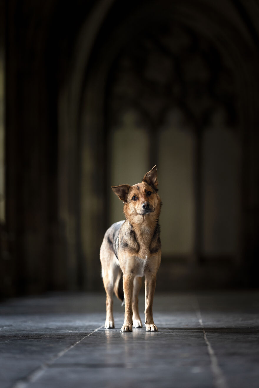 I Created Dog Pictures With A Harry Potter Theme (10 Pics)