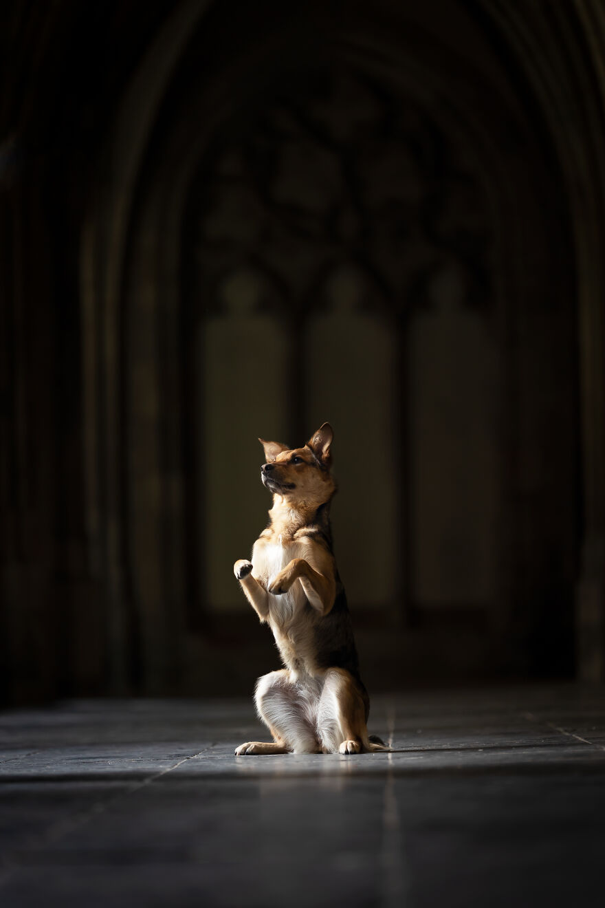 I Created Dog Pictures With A Harry Potter Theme (10 Pics)