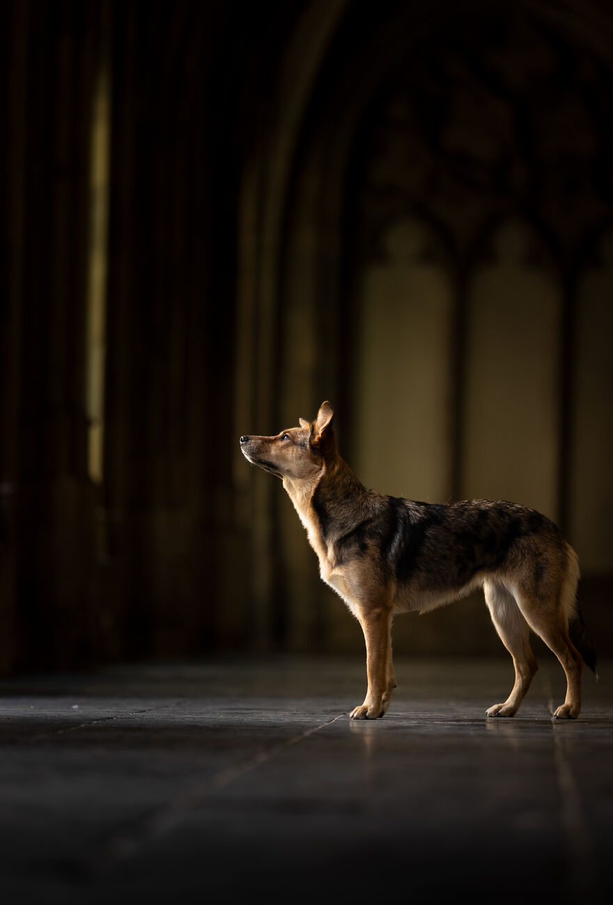 I Created Dog Pictures With A Harry Potter Theme (10 Pics)