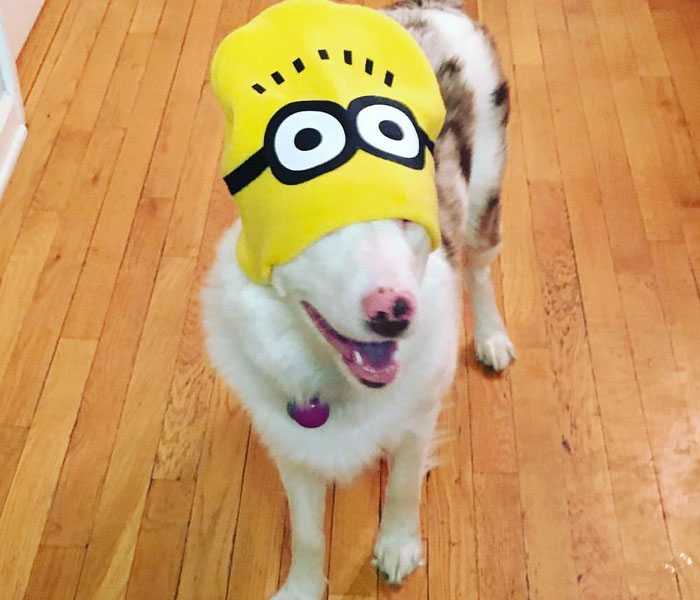 Grandpa’s Worries About Dog Not Recognizing Him After A Year Apart Disappear As Excited Dog Rushes To Him Grandpa’s Worries About Dog Not Recognizing Him After A Year Apart Disappear As Excited Dog Rushes To Him