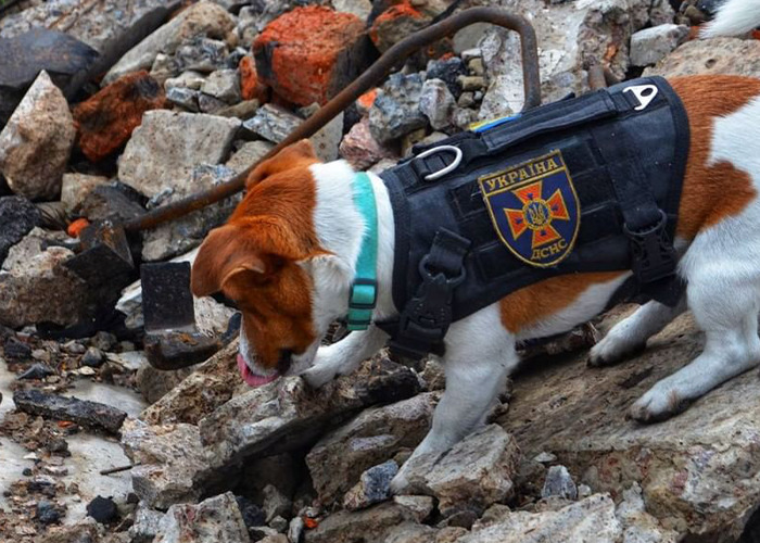 Hero Pup Patron Awarded Medal By Ukrainian President Zelensky For Sniffing Out Over 250 Bombs And Munitions Hero Pup Patron Awarded Medal By Ukrainian President Zelensky For Sniffing Out Over 250 Bombs And Munitions