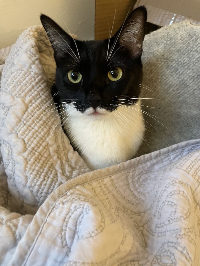 Louie Aka “Pancake”. Nearly Lost Him To Fip, But He Fought It And Won! Mustachioed Superhero And Best Friend