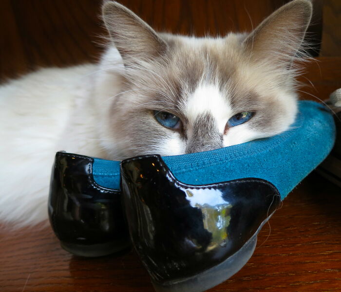 30 Pet Names That Members Of This Online Community Have Encountered And Found The Absolute Worst