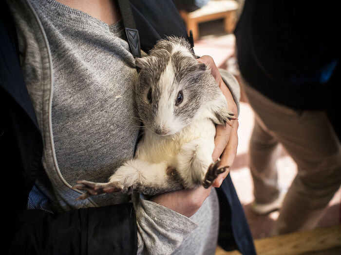 30 Pet Names That Members Of This Online Community Have Encountered And Found The Absolute Worst