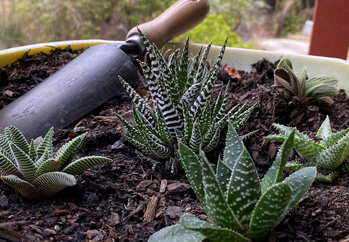 My Little Succulent’s