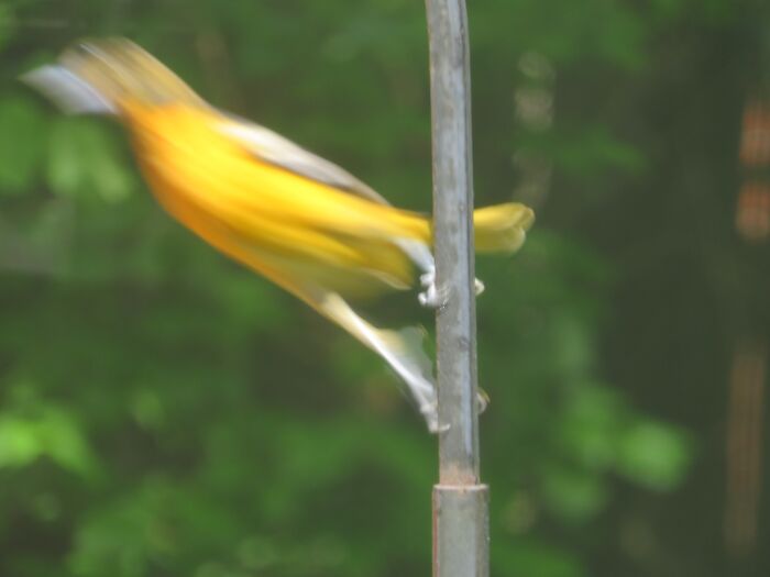 I Love Oriole Season So Much!