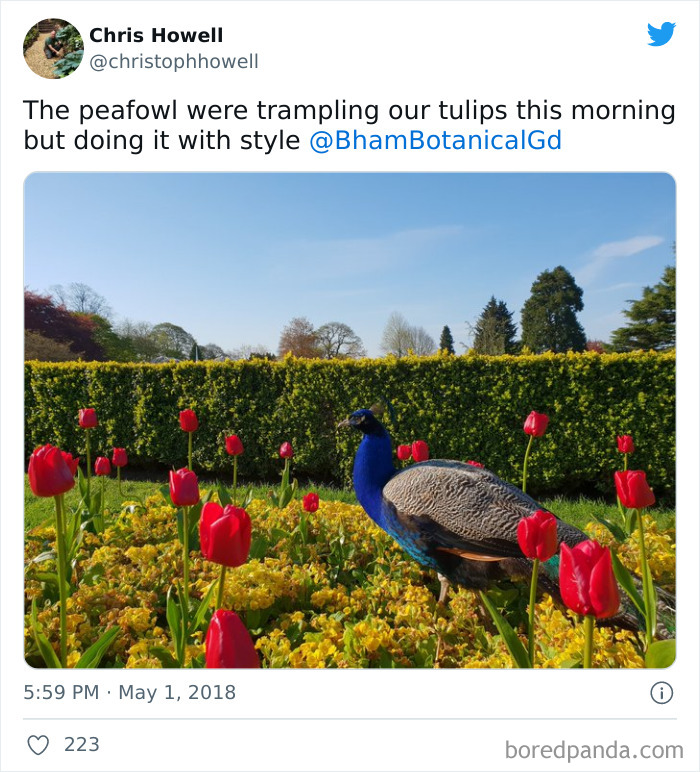 Funny-Middle-Class-Problem-Tweets