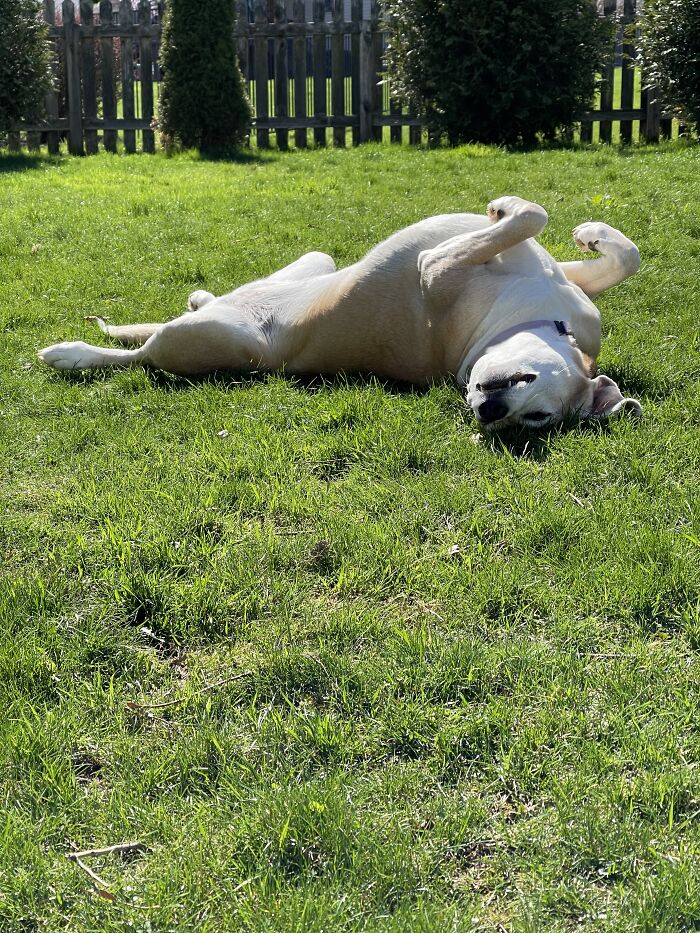 Darla Will Be 10 Next Month And Has Terminal Cancer. Sunning Her Belly Is One Of Her Favorite Things To Do In Life.