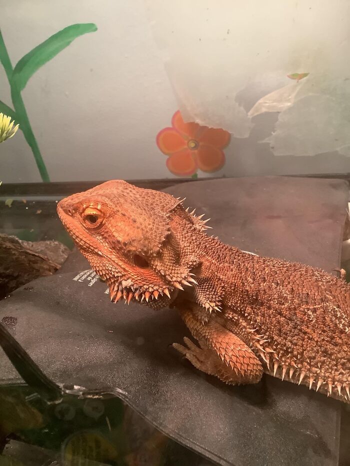 We Were Bored At Home During Quarantine, So My Daughter Decided To Rescue A Beaded Dragon. Meet “Fluffy.”