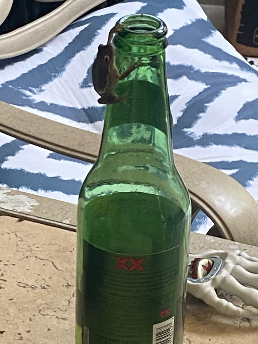 A Drink With Mother Nature Or Mr.toads Wild Ride. A Drink With Mother Nature Or Mr.toads Wild Ride.