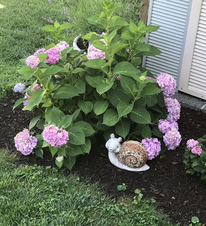 Hydrangeas Are Amazing