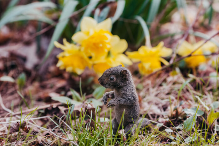 A Baby Squirrel Adopted Me, And As A Photographer, I Just Had To Give It Its Own Photoshoot