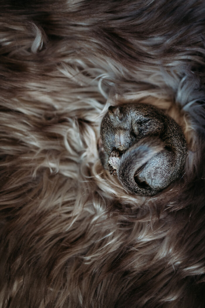 A Baby Squirrel Adopted Me, And As A Photographer, I Just Had To Give It Its Own Photoshoot