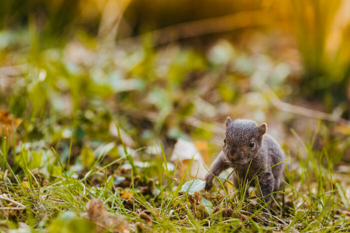 A Baby Squirrel Adopted Me, And As A Photographer, I Just Had To Give It Its Own Photoshoot