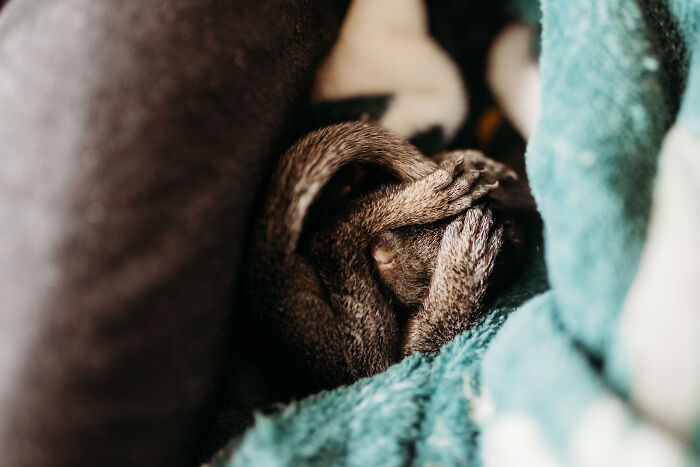 A Baby Squirrel Adopted Me, And As A Photographer, I Just Had To Give It Its Own Photoshoot