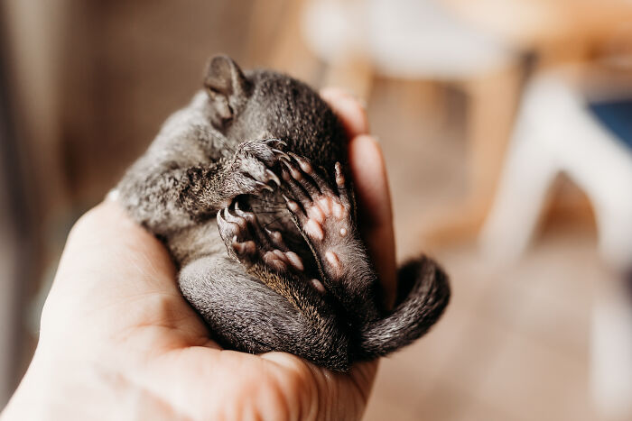 A Baby Squirrel Adopted Me, And As A Photographer, I Just Had To Give It Its Own Photoshoot