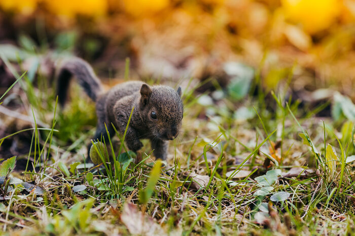 A Baby Squirrel Adopted Me, And As A Photographer, I Just Had To Give It Its Own Photoshoot