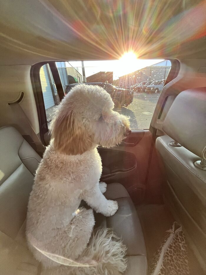 My Puppy… Harrison Ford!!!!! Yes My Last Name Is Ford, Yes I’m A Huge Harrison Ford Fan!!!