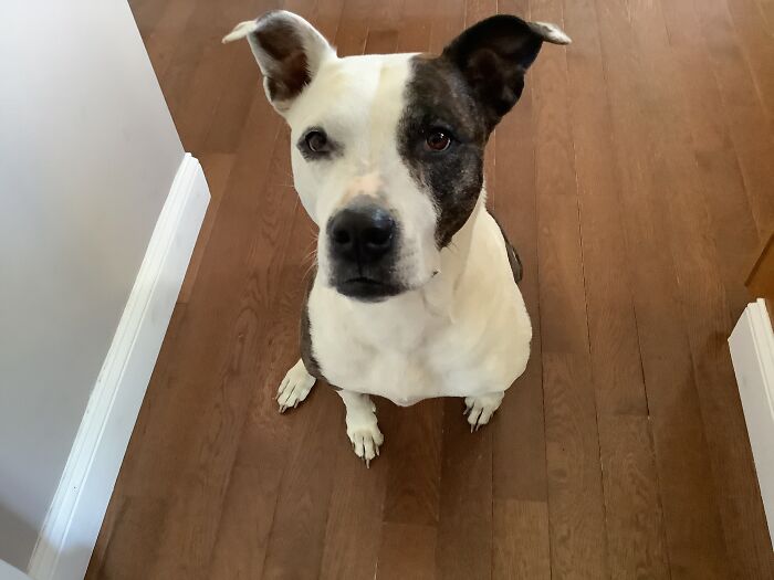 They Never Said I Couldn’t Put A Picture Of My Dog