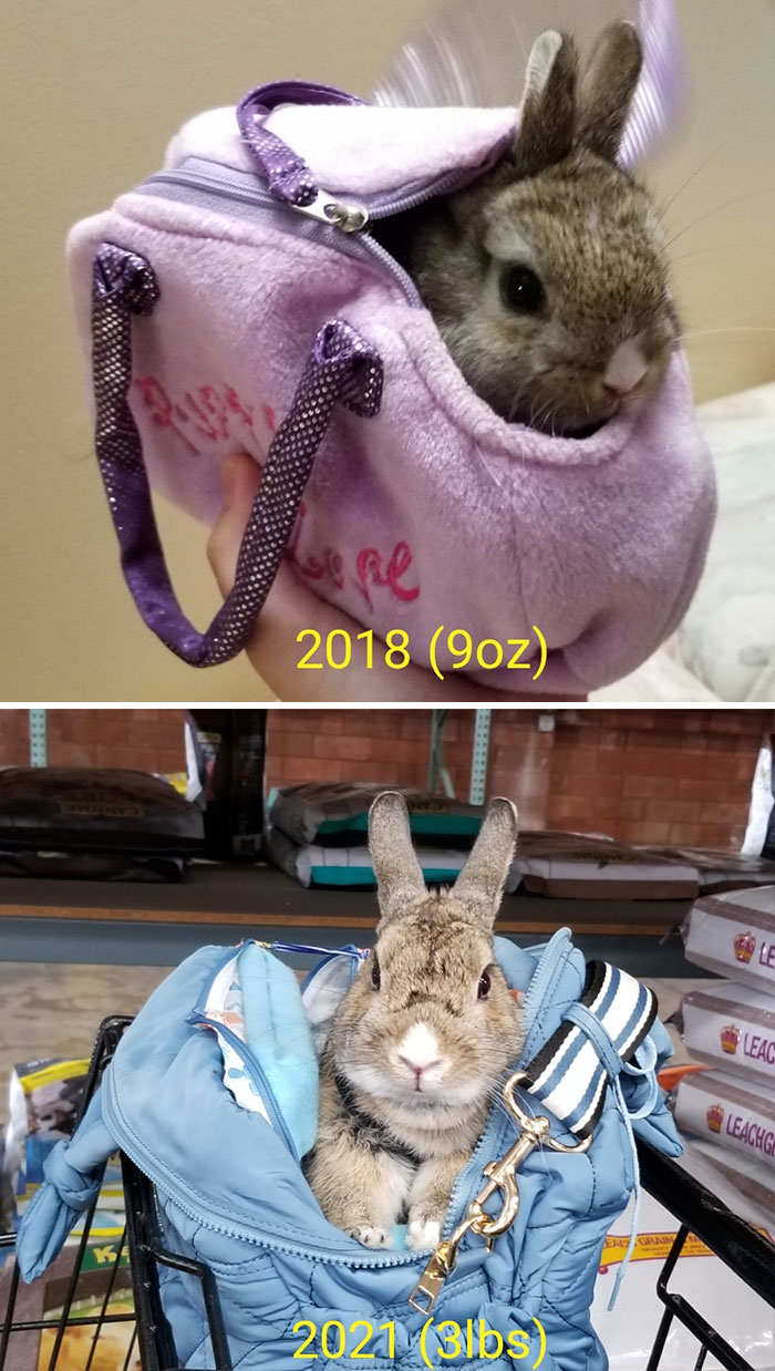 Baby Bunny (Bag For Dolls) To Dwarf Bunny (Weekender Bag)!