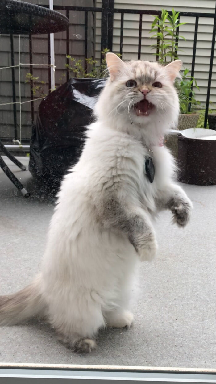 We Forgot About Her Outside.🤣