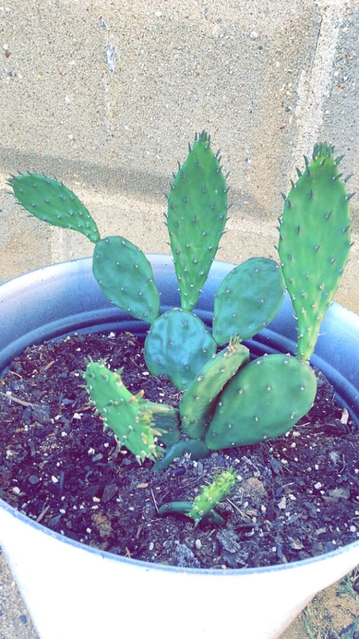 I Grow All My Plants From Seed/Cuttings/Bulb, Etc. I Grow All My Plants From Seed/Cuttings/Bulb, Etc.