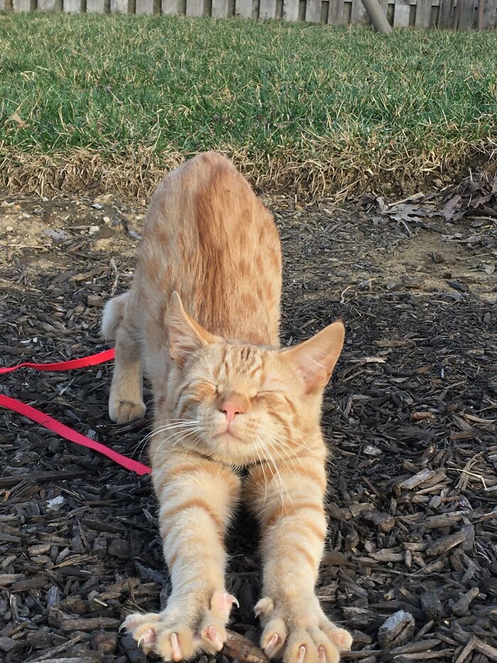 Alfie Is Confused.. Why Is He Doing The Downward Dog??