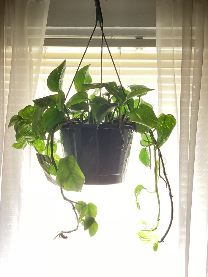 I Grow All My Plants From Seed/Cuttings/Bulb, Etc. I Grow All My Plants From Seed/Cuttings/Bulb, Etc.