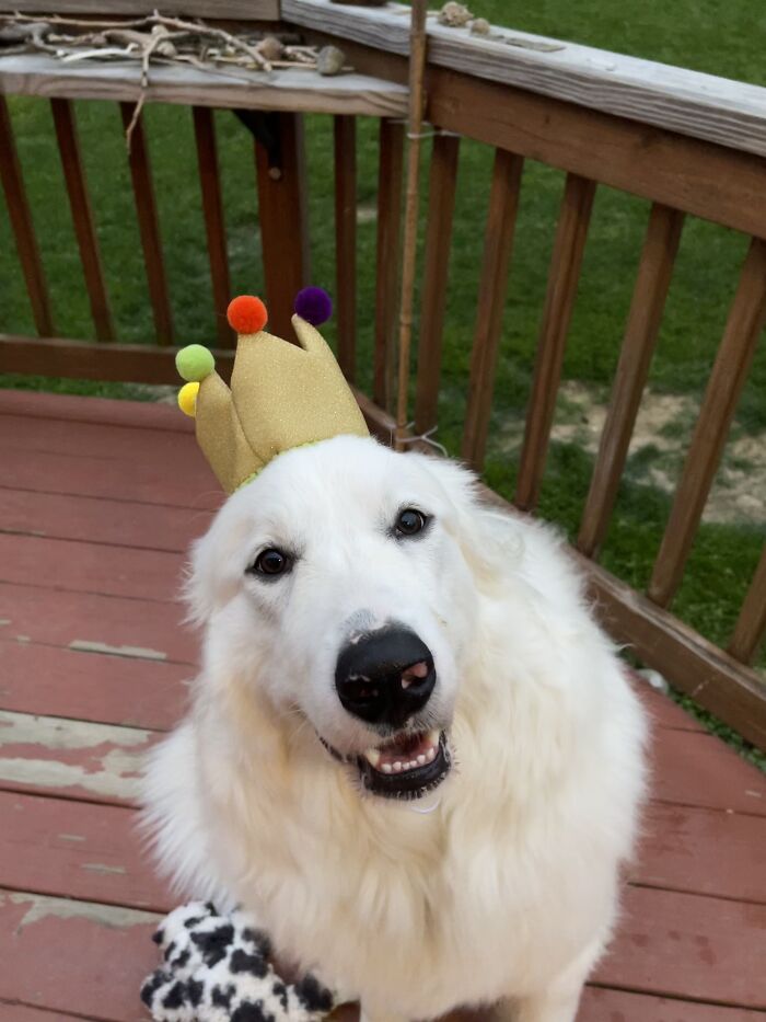 This Is Nugget. She Turned 1 Today. She’s Sad There’s No Snow, But Still Happy The Sun Showed Up For Her Birthday.