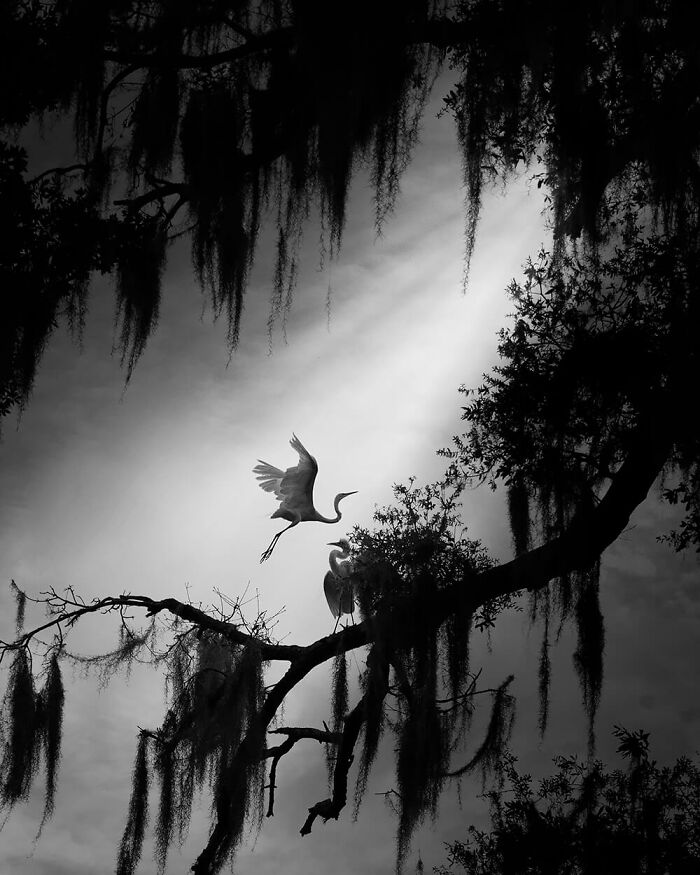 Jardín secreto © Fenqiang Frank Liu