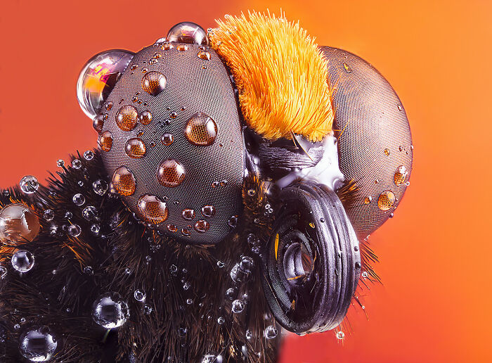 El último de los mohicanos © Pedro Luis Ajuriaguerra