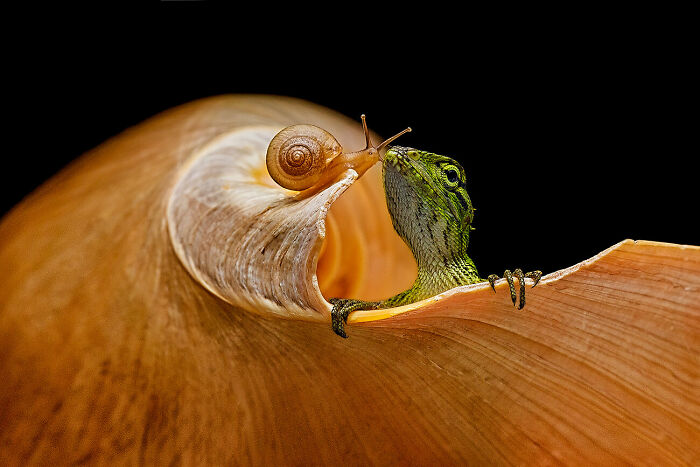 El mejor amigo © Andi Abdul Halil