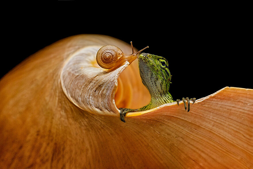 The Best Friend © Andi Abdul Halil