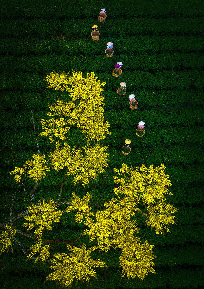 Cosecha de te © Trung Pham Huy