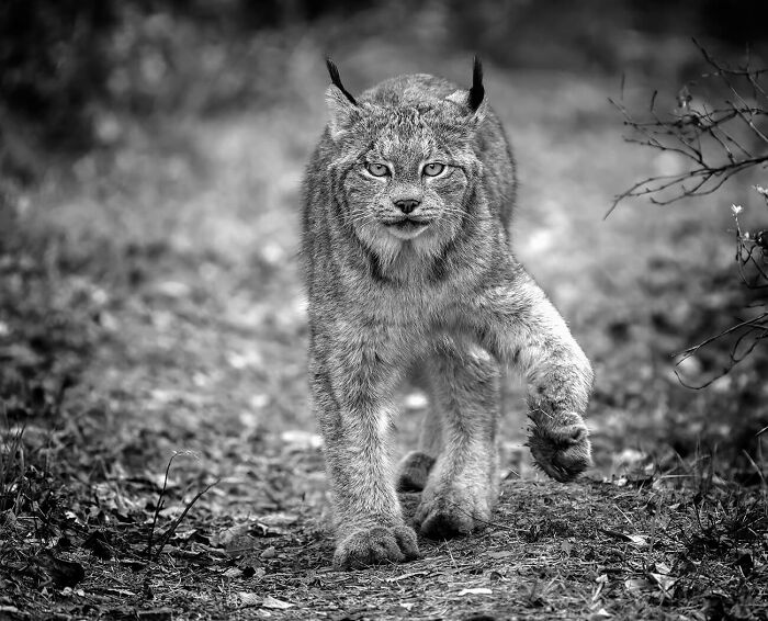Lince salvaje al acecho © Mark Duffy
