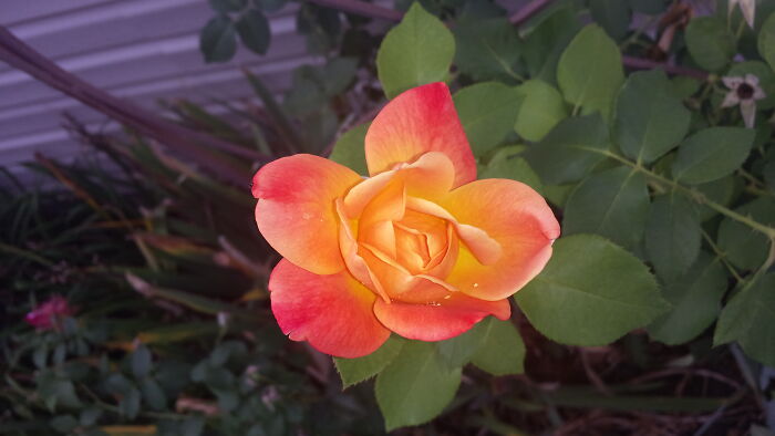 Apricot Rose