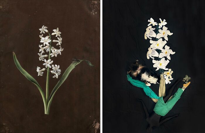 A Hyacinth With A Dragonfly, Me, Mixed Media Photograph, 2022