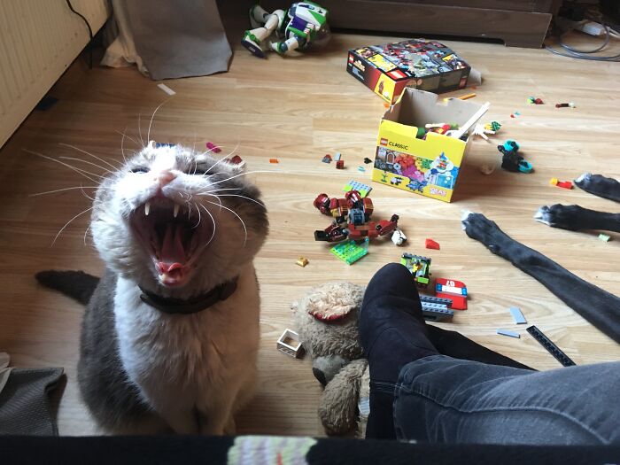My Cat Stood On A LEGO