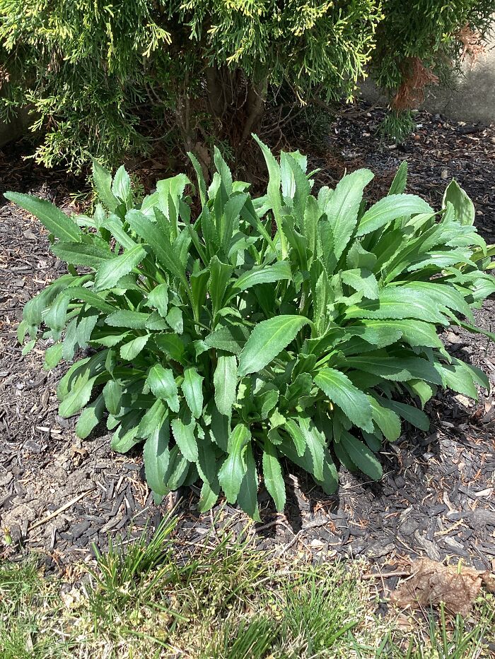 I Grow All My Plants From Seed/Cuttings/Bulb, Etc. I Grow All My Plants From Seed/Cuttings/Bulb, Etc.