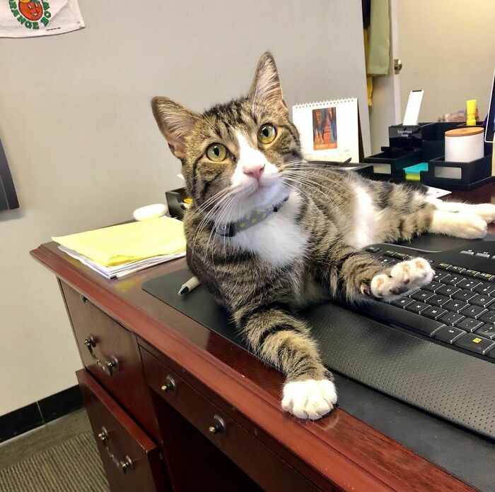 Oh, Did You Need This Keyboard?