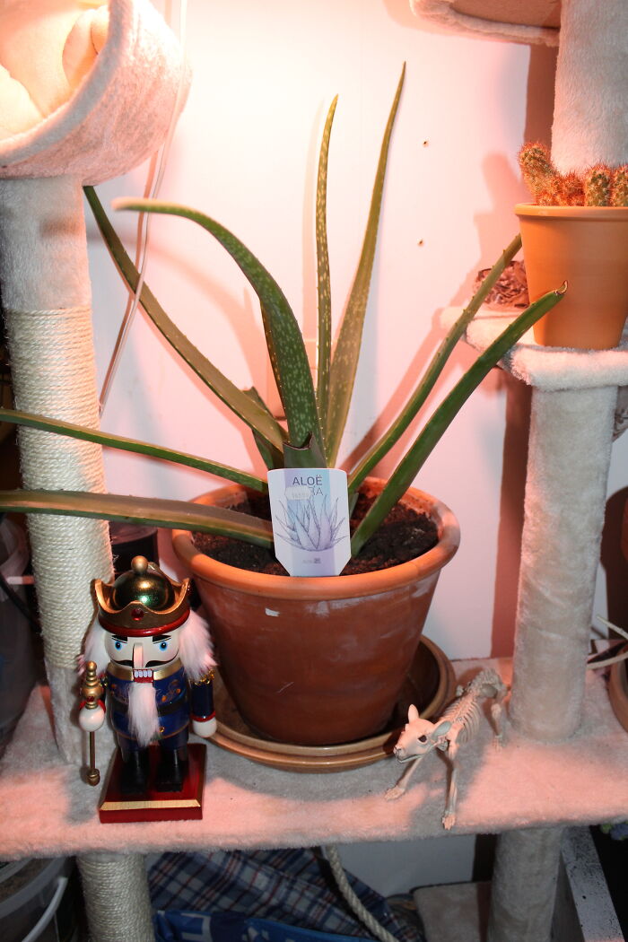 My Aloe Vera From December Last Year.
