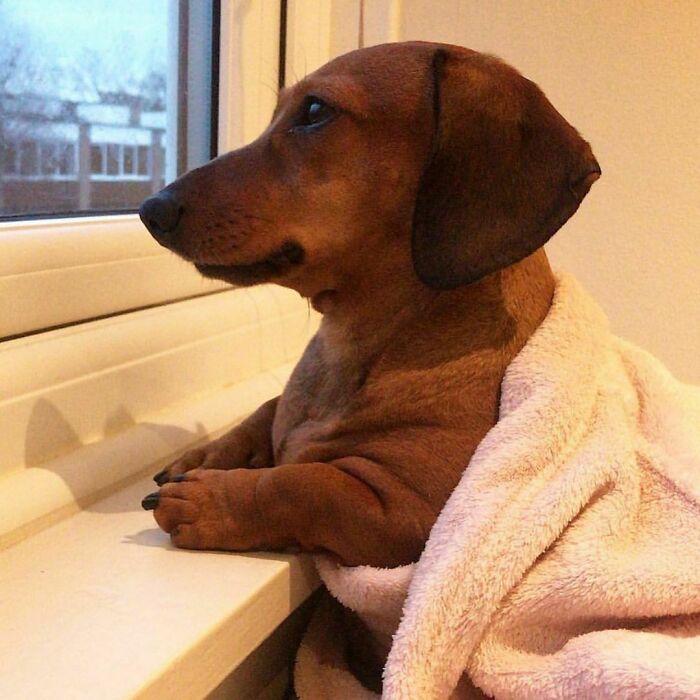 Dachshund wrapped in a blanket looking out the window, showcasing one of the heartwarming reasons dogs are better.