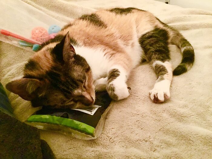 Ain’t Nobody Touching My Catnip Stash.