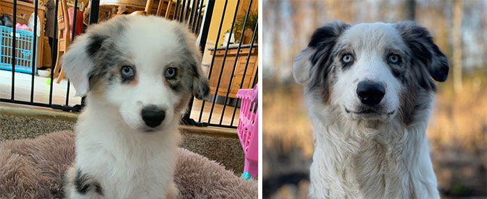 My Baby Indy. We Got Him In December 2021