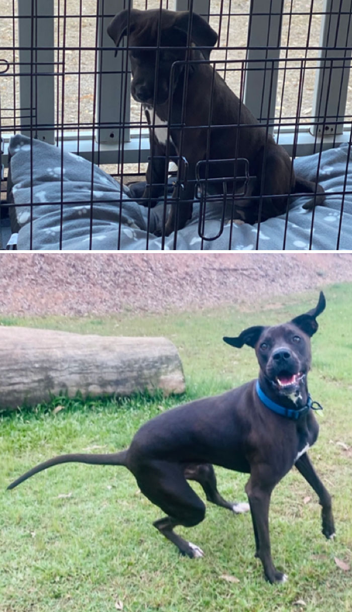 Small Pup In 2020 And Big Pup In 2022