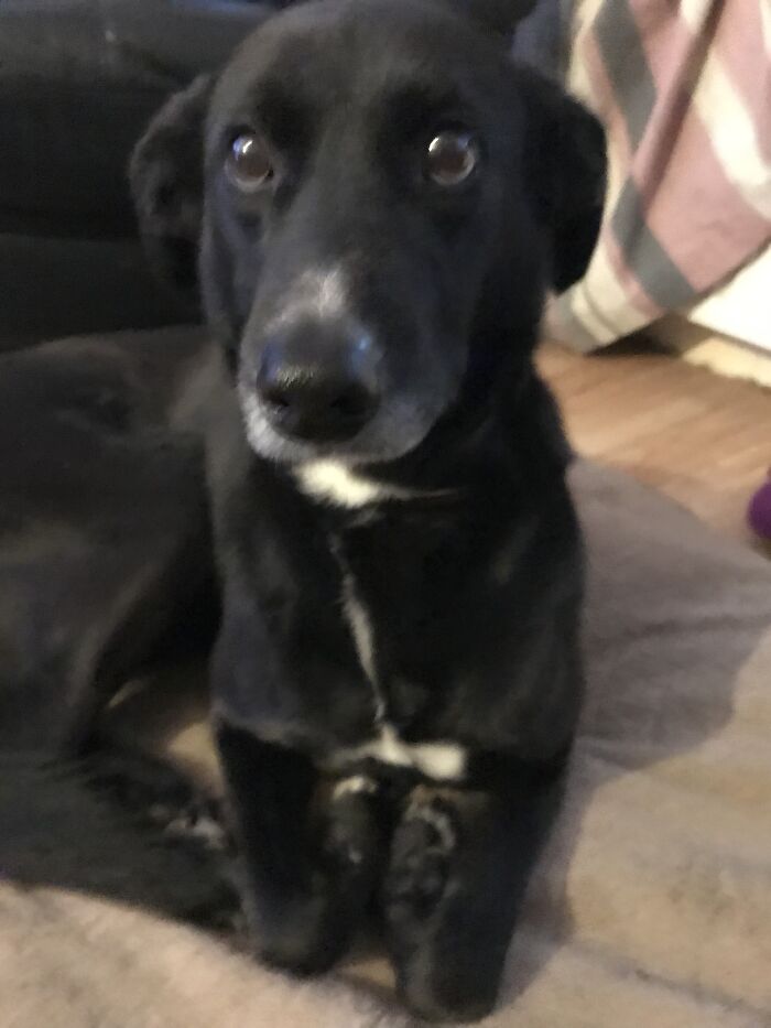 Pharaoh Sees The Nail Clippers And Tucked His Feet In Lol