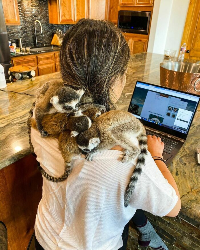 La vida de alguien que cuida animales exóticos