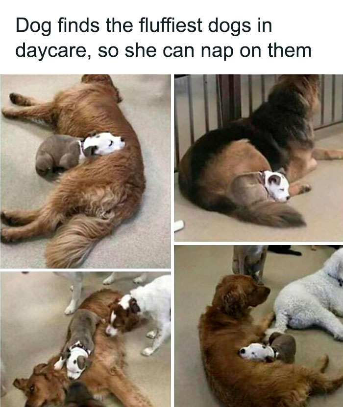 Puppy naps on the fluffiest dogs at daycare, showing why dogs are better than cats with adorable moments.