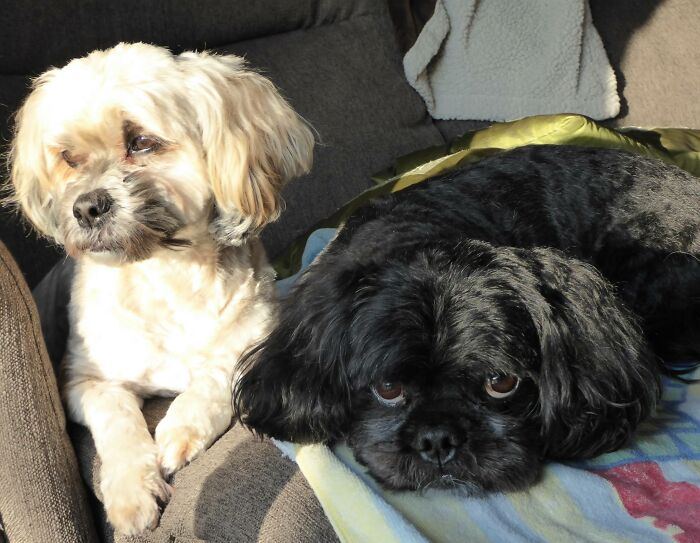 Buddy (The Black One) And His Girlfriend Zoey