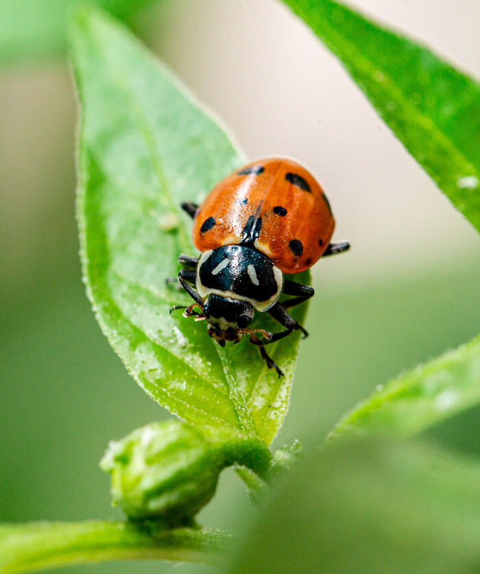 Ladybug